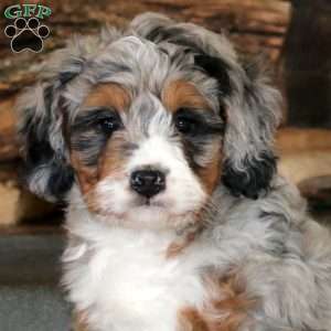 Arnie, Bernedoodle Puppy