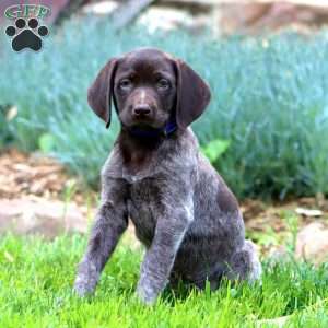 Arnie, German Shorthaired Pointer Puppy