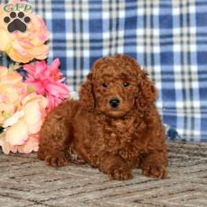 Arnie, Miniature Poodle Puppy