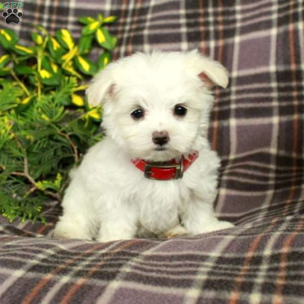 Arnold, Maltese Puppy