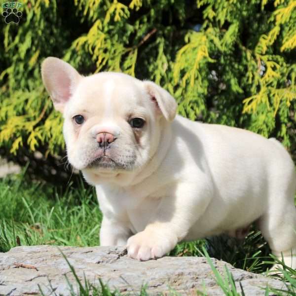 Arnold, French Bulldog Puppy