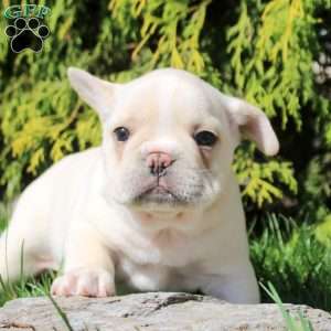Arnold, French Bulldog Puppy