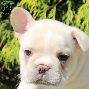 Arnold, French Bulldog Puppy