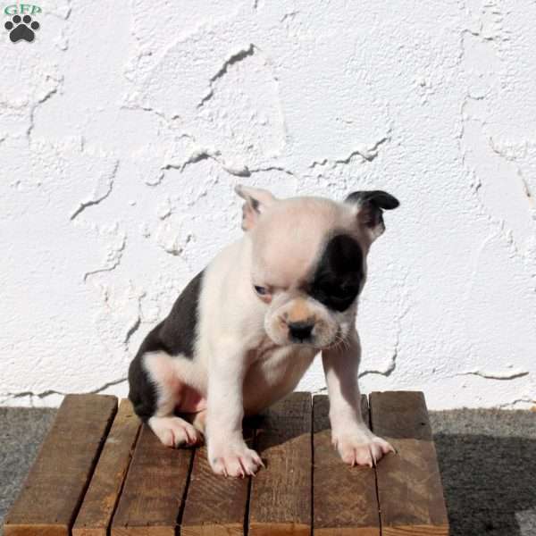 Arrow, Boston Terrier Puppy