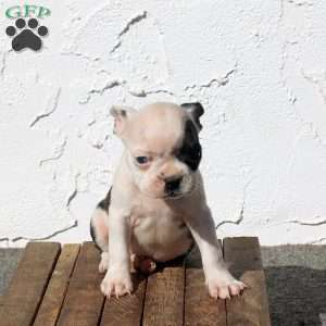 Arrow, Boston Terrier Puppy