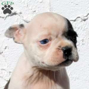 Arrow, Boston Terrier Puppy