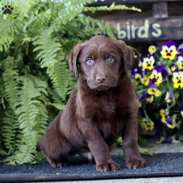 Arthur, Chocolate Labrador Retriever Puppy