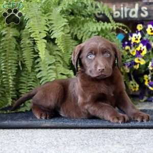 Arthur, Chocolate Labrador Retriever Puppy