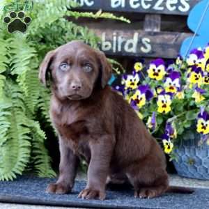 Arthur, Chocolate Labrador Retriever Puppy