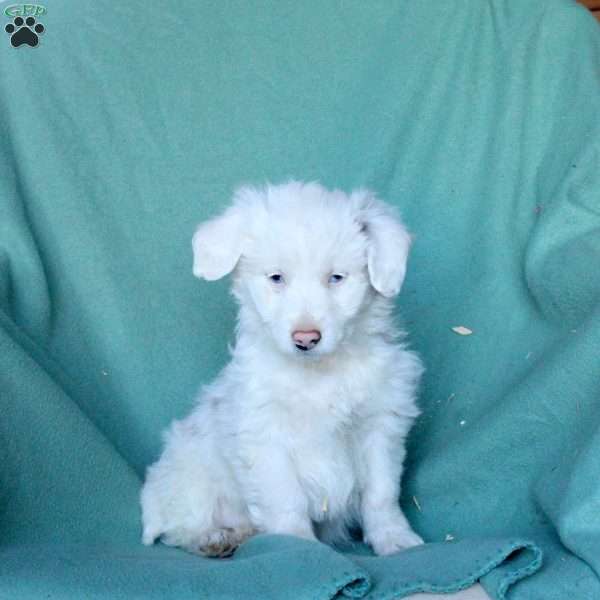 Arwin, Mini Aussiedoodle Puppy