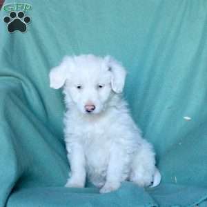 Arwin, Mini Aussiedoodle Puppy