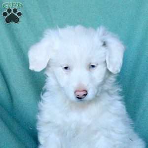 Arwin, Mini Aussiedoodle Puppy