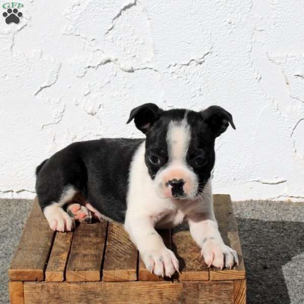 Asher, Boston Terrier Puppy