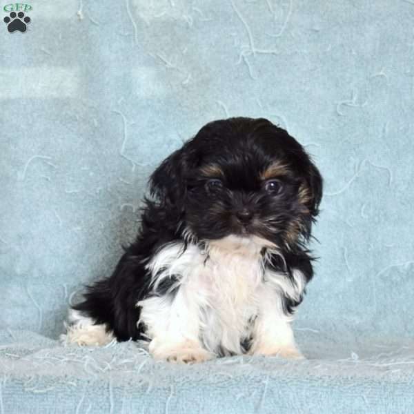 Asher, Shih Tzu Puppy