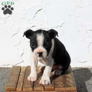 Asher, Boston Terrier Puppy