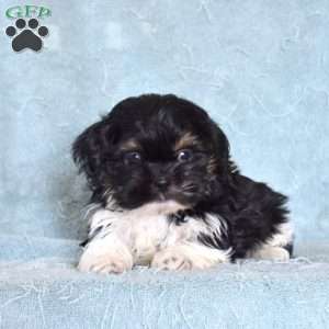Asher, Shih Tzu Puppy