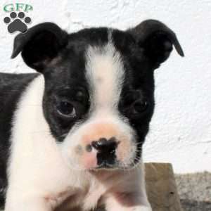 Asher, Boston Terrier Puppy
