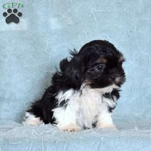 Asher, Shih Tzu Puppy