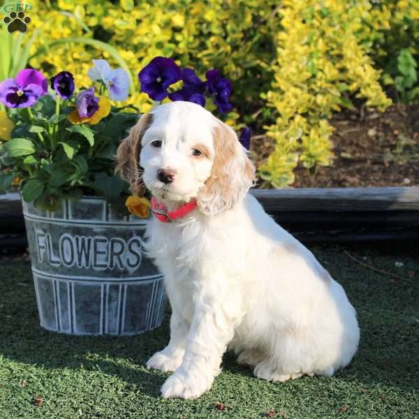 Ashley, Cockapoo Puppy