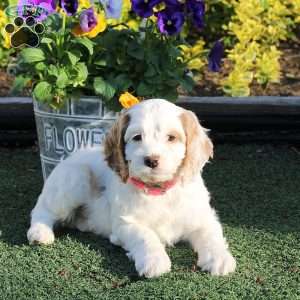 Ashley, Cockapoo Puppy