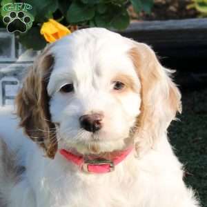 Ashley, Cockapoo Puppy