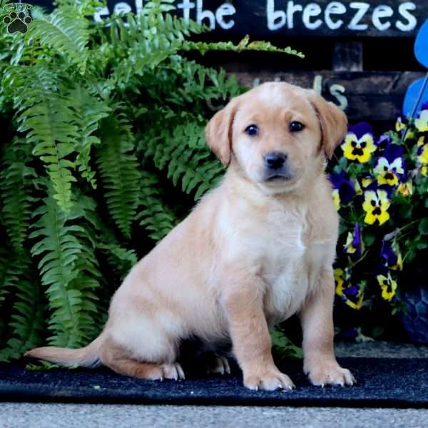 Ashley, Yellow Labrador Retriever Puppy