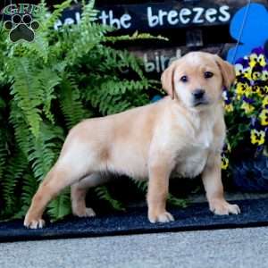 Ashley, Yellow Labrador Retriever Puppy