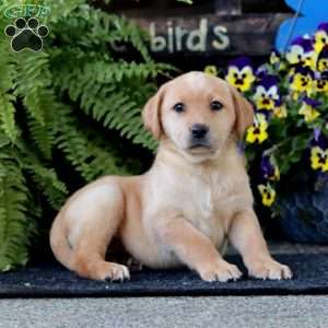 Ashley, Yellow Labrador Retriever Puppy