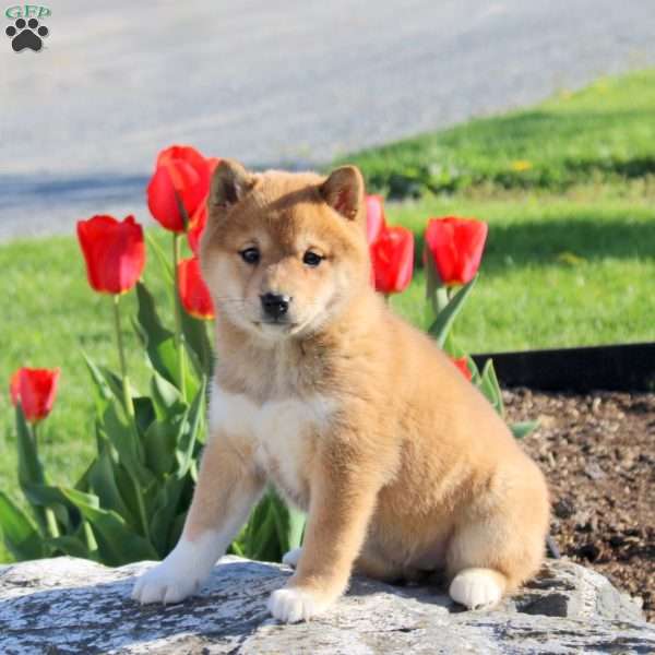 Aspen, Shiba Inu Puppy
