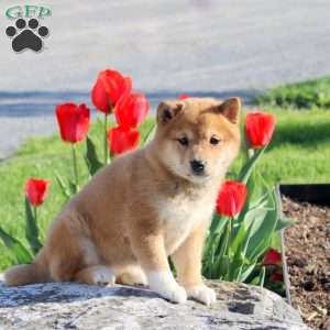 Aspen, Shiba Inu Puppy