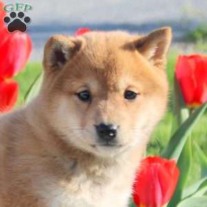 Aspen, Shiba Inu Puppy