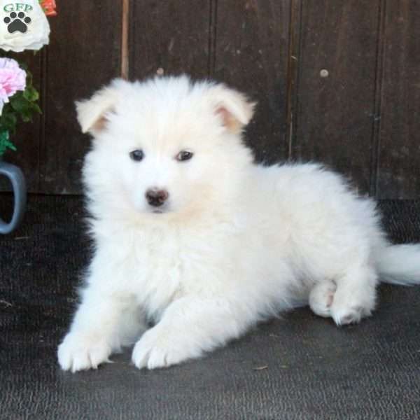 Athena, German Shepherd Mix Puppy
