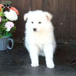 Athena, German Shepherd Mix Puppy