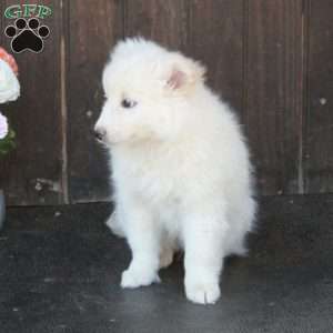 Athena, German Shepherd Mix Puppy