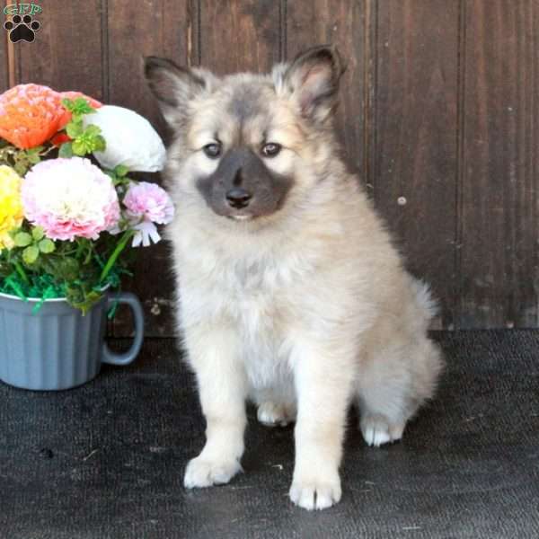 Atlas, German Shepherd Mix Puppy