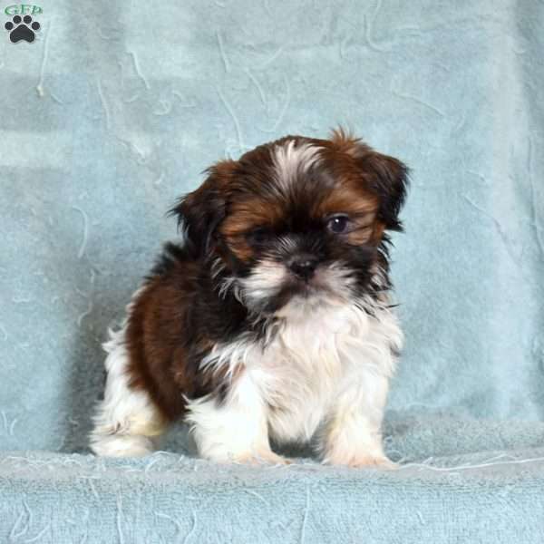 Atlas, Shih Tzu Puppy