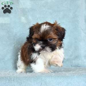 Atlas, Shih Tzu Puppy
