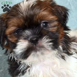 Atlas, Shih Tzu Puppy