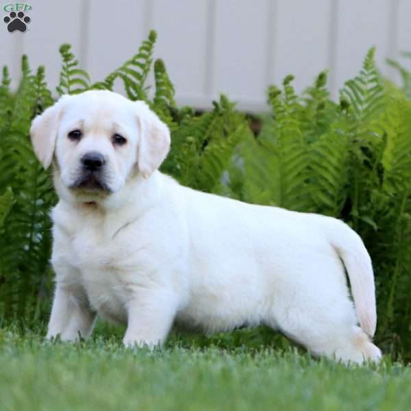 Audrey, Yellow Labrador Retriever Puppy