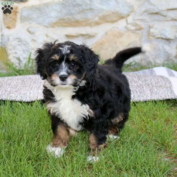 Audrey, Bernedoodle Puppy