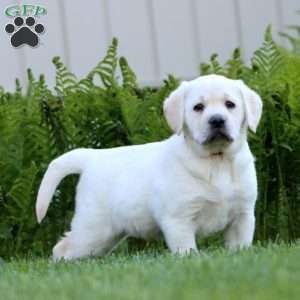 Audrey, Yellow Labrador Retriever Puppy