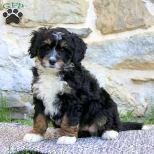 Audrey, Bernedoodle Puppy