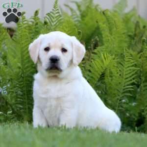 Audrey, Yellow Labrador Retriever Puppy
