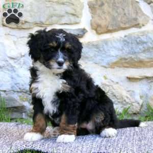 Audrey, Bernedoodle Puppy