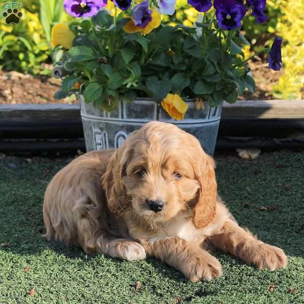 Austin, Cockapoo Puppy