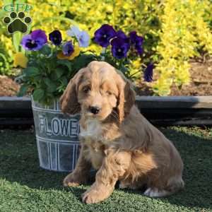 Austin, Cockapoo Puppy