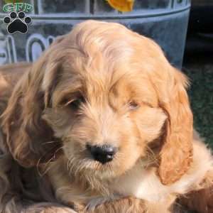 Austin, Cockapoo Puppy