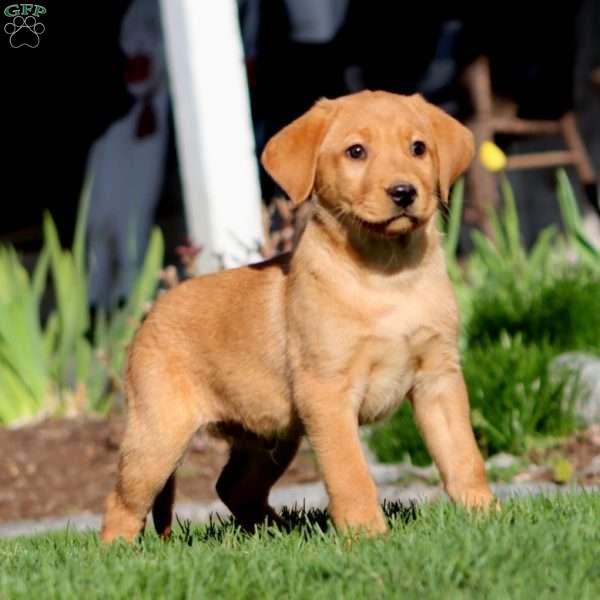 Austin, Fox Red Labrador Retriever Puppy
