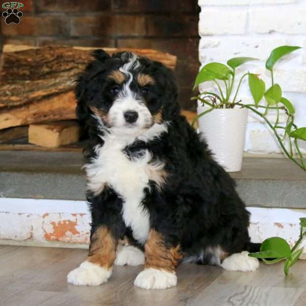Austin, Bernedoodle Puppy