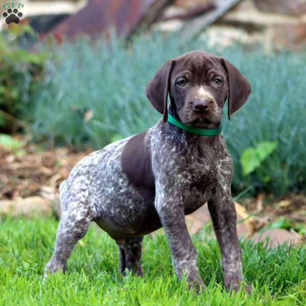 Austin, German Shorthaired Pointer Puppy